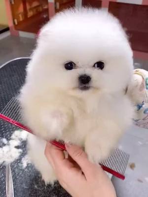 A post by @cutepet520 on TikTok caption: Don’t touch my hair.#dog #dont #fyp