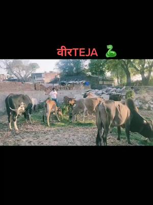 A post by @jatt_singham on TikTok caption: 🐍🐍 #वीरteja #jattsingham