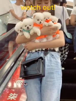 A post by @crazyartistsss on TikTok caption: help！someone 'robbing my puppies 😭😭#teacupdog#cute #foryoupage #foryou #dogsoftiktok #puppies #fyp