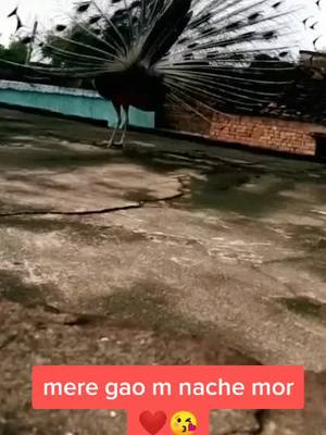 A post by @himanshu.ydv7 on TikTok caption: mare hiwada m nache mor...❤️😘#world @awezdarbar #tiktok_india #foryoupage #tiktok #peacock