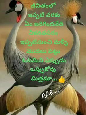 A post by @rps.rnk2559 on TikTok caption: #1maudition__telugu #foryou #foryoupage #tiktok #tiktokindia #vairalvideo #👍👍👍 #🌹🌹 #harttaching #rps