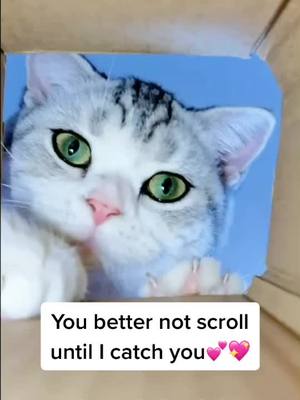 A post by @puppysummer on TikTok caption: Did you scroll?#catsoftiktok #catlover #fyp #foryou