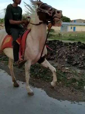 A post by @pratik_patel07 on TikTok caption: #pratikpatel07 #gariyadhar #horselover #horsepower