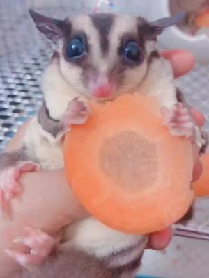 A post by @bitjump on TikTok caption: Cute little baby #pet #cutebaby #sugarglider