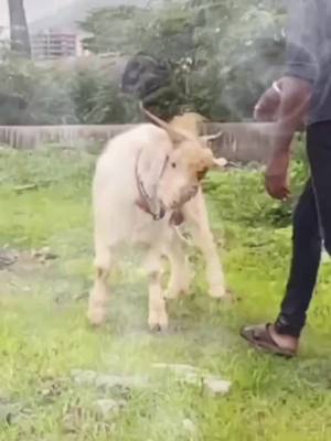 A post by @dgoatfarm on TikTok caption: Say Mashalllah 😘 #dgoatfarm #tiktokpets #quality #foryou #zohuclub #goatlover #tiktokindia