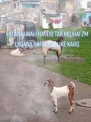 A post by @muzahidbhopaligoatfarm on TikTok