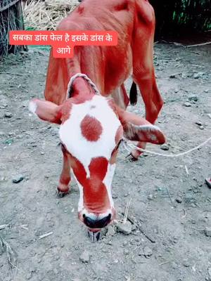 A post by @sushil_shelke_patil0143 on TikTok caption: #foryou #foryoupage #trending #tiktokindia #mh22_आम्हीपरभणीकर #likecommentandshare #viralvideo #plzsupportmeguys @tiktok_india