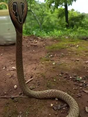 A post by @harshaddada333 on TikTok caption: cobra snake release time video#सर्पमित्र #शेतकरी__राजा #foryour #viral #foryoupage #myntraeorschallenge #handwashchallenge #tik_tok_india #trending