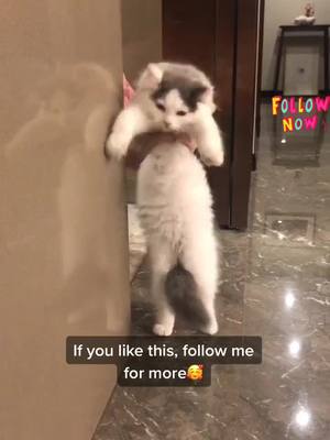 A post by @nakk_wiwi on TikTok caption: Neko’s first dancing show🤣 #fyp #catsoftiktok #petlover #foryou