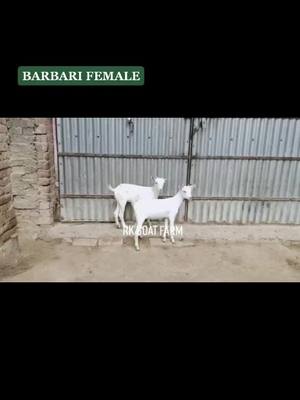 A post by @rkgoatfarm on TikTok caption: BARBARI FEMALE OF #rkgoatfarm #rkbolte #dilserkbolte #mashaallah #goatfarmindia #goat #goats