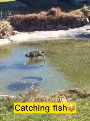 A post by @alisacerny on TikTok caption: Have you seen the fish? #cat #cats#animals #catoftiktok #PetsOfTikTok