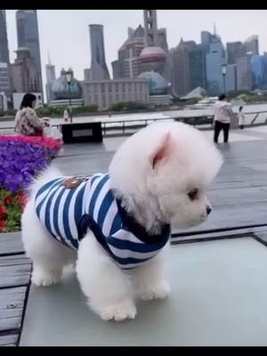 A post by @cutepettv on TikTok caption: pet check❤️im looking for u,my friend#puppy#puppylove#TreatYourPet