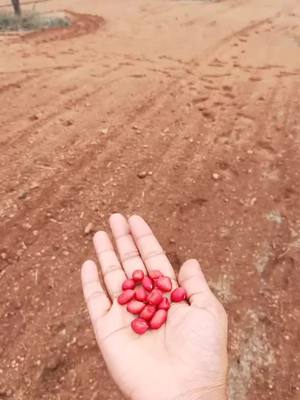 A post by @sailu_sai48 on TikTok caption: today full working.....yarrr 🥜🥜🥜🥜🥜🥜🥜🥜🥜🥜🌱🌱🌱🌱🌱🌱🌱🌱🌱🌱🌱