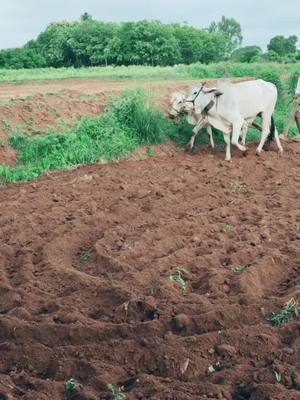 A post by @vamshi9963 on TikTok caption: #raithubidda #raithubidda #TideLagaoDaagHatao #TideLagaoDaagHatao