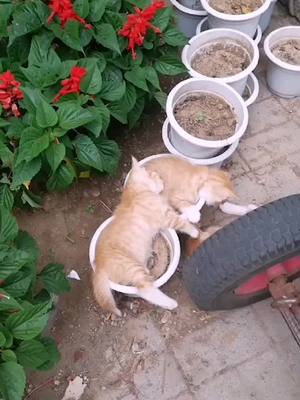 A post by @juicee_vlog on TikTok caption: Flowerpot cat#pet #pets #cat #catsofiktok #kitty