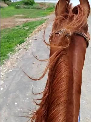 A post by @samamunaf on TikTok caption: #sama_horse_lover