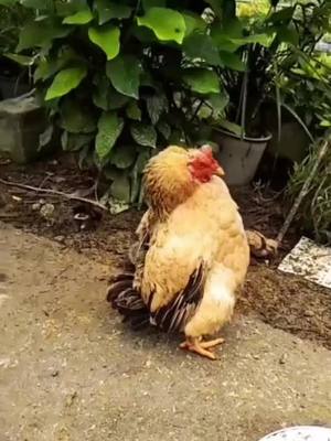 A post by @chickenbigboss on TikTok caption: Can you guess the ending with such a domineering stance?😂😂😂#chicken #fyp #animal  see more