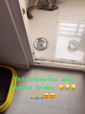 A post by @madhoosinger on TikTok caption: #MadhooSinger #MindBlockMadhoo #ownvoicecomedy #naughtycat #simbacat #trendingcomedy #viraltiktok #teluguviral #trendingvoice #telugucomedy #FunnyCats