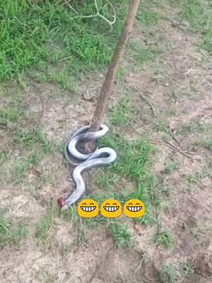 A post by @siddharth_sharma_777 on TikTok caption: bundelakhnd ka naya trend 😁😁😁🐉🐉#बुंदेलखंड अमानगंज जिला पन्ना 【म. प्र.】