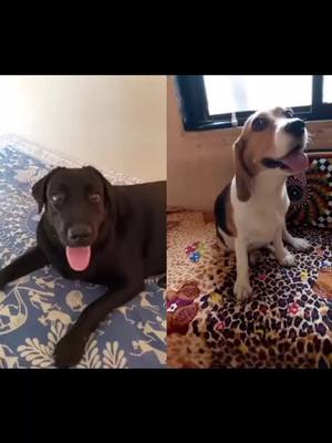 A post by @sandy_the.black.labrador on TikTok caption: #duet with @luisy_diddu dear best friend 😂😂😂#foryou #viral #dogs #tiktok