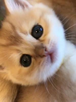 A post by @xinling409 on TikTok caption: very very very cute cat#cute #cat