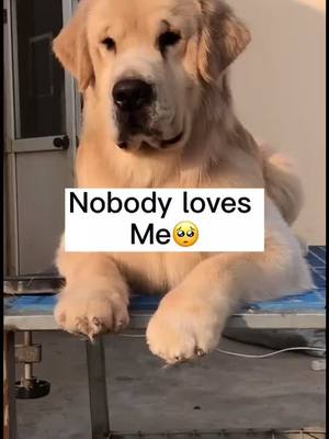 A post by @petmakeyouhappy on TikTok caption: They say i am too old and ugly for TikTok, do you agree it? Type no please 😔😭#treatyourpet #foryou #dogg #puppy