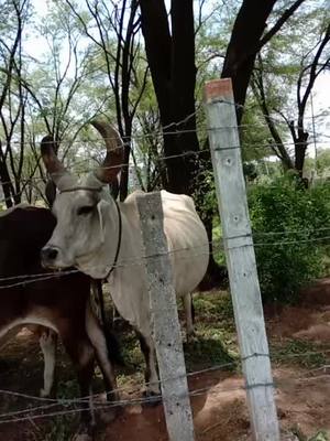 A post by @gujju_jaylo on TikTok