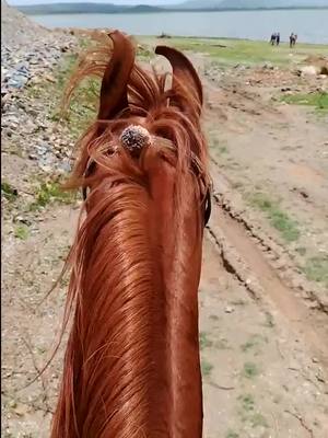 A post by @samamunaf on TikTok caption: #sama_horse_lover