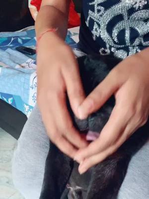 A post by @neharani09876 on TikTok caption: #Hashtag😘😘my cute dog 🐩🐩🐕🐕 Animal lover￼