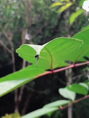 A post by @sremon_sree on TikTok caption: Watch full #travellife #naturelover #traveldiaries #foryou #beauty #foryoupage #fyp #fypage #viral #sremon_sree#kannurkaran