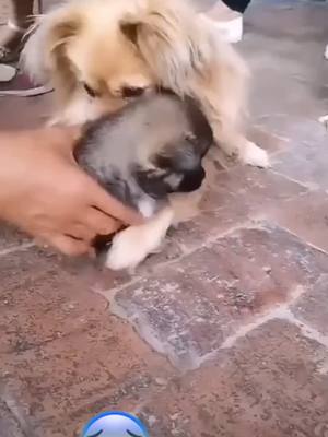 A post by @petsfunning on TikTok caption: #dog #foryou #doglover #dogmom #petlover please don’t sell the puppr 😭don’t let the mom separate from his baby🙏#dogs #doglove