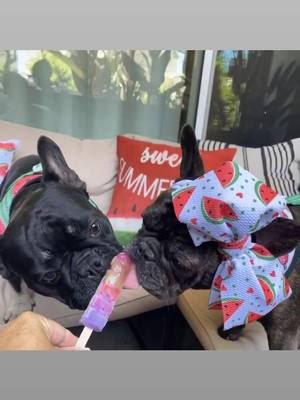 A post by @rockerandrebel on TikTok caption: Trying out some yummy new snacks. Watermelon and Popsicles on a hot day #frenchies #watermelon #yum #summervibes #dogsoftiktok #dog￼