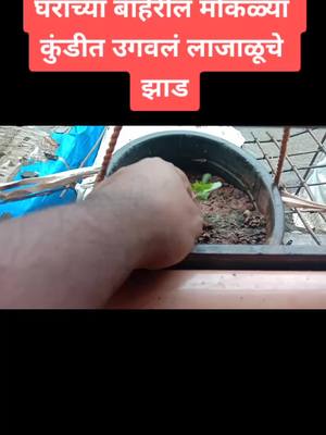 A post by @nitinwaghmode143 on TikTok caption: लाजाळू.#वायरल_कर_दो #TideLagaoDaagHatao #foryoupage #tiktok_india #trending