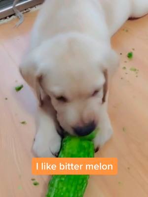 A post by @lovesdogs4ever on TikTok caption: 😂😂😂#dog #pets #doglover #foryou #fyp #dogsoftiktok