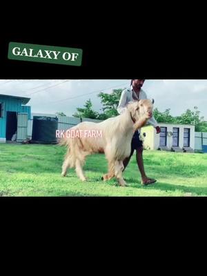 A post by @rkgoatfarm on TikTok caption: GALAXY OF #rkgoatfarm #rkbolte #dilserkbolte #bakrebaaz #goats #goat #goatfarmindia #mashaallah #alhumdulilah #goatlover #bakralover