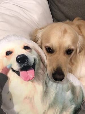 A post by @goldenbenjamin on TikTok caption: does not like when Karen touches his pillow #fyp