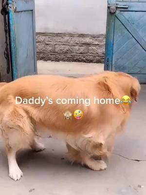 A post by @lilianpetlover on TikTok caption: #puppy #foryou #foryoupage #fyp #cute why you don’t want me back home 😅