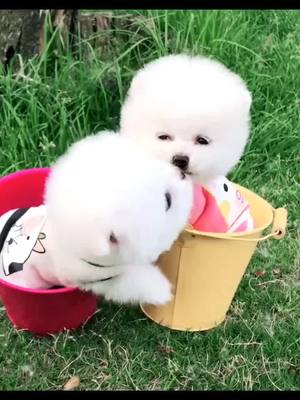 A post by @cutepettv on TikTok caption: they are so sweet😆#puppylove#puppy#cutest