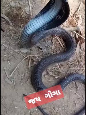 A post by @sunil_devipujak1997 on TikTok caption: part2#જયગોગામહરાજ #sunildevipujak1997 #foryou #foryoupage #trending #videoviral #tiktok_india #trendingsong