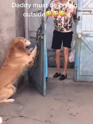 A post by @lilianpetlover on TikTok caption: Hey, No follow, no coming in !😜🥰#puppy #cutepets #cutepuppy #funnyvideos