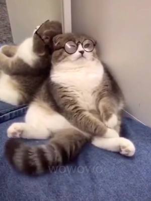 A post by @petsmoon on TikTok caption: Why wear glasses to take pictures? 🕶 Because it's so cool! 💕 Do you think so too? ❤️ #cat #pet #cute #fyp #foryoupage