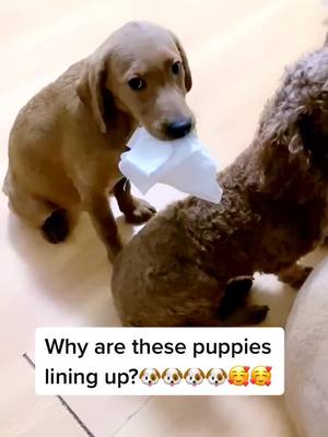 A post by @lovesdogs4ever on TikTok caption: Why are these puppies doing?🥰🥰#dog #puppy #pets #fyp #foryou #dogsoftiktok