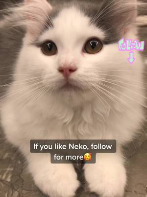 A post by @nakk_wiwi on TikTok caption: 3 months old Neko💕 #fyp #foryou #catsoftiktok #petlover #petstory