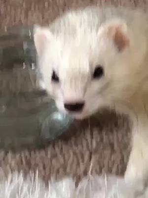 A post by @bigstinkz on TikTok caption: She’s back #prideicon #stretch #ferret