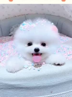 A post by @petloverrr1 on TikTok caption: Would u help me reach 20k goal🥺🥺🤩🤩#tiktokpets #cutepuppy #gotthisforyou #puppylove