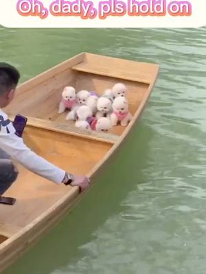 A post by @petloverrr1 on TikTok caption: Who can tell me how many puppies on the boat?😘😘#tiktokpets #cutepuppy #gotthisforyou #puppylove #teacupdog