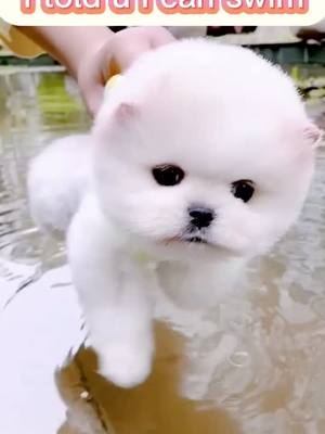 A post by @petloverrr1 on TikTok caption: Do u wanna swim with me😂😂 ? Follow to be friends and play with me 🥳🥳😘😘#tiktokpets #cutepuppy #gotthisforyou #puppylove #doggie