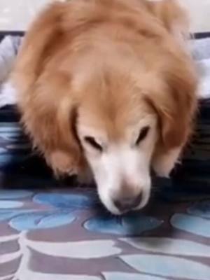 A post by @lilianpetlover on TikTok caption: My pool doggy feels sick today 😭😤😪#pets #puppy #foryoupage #fyppage