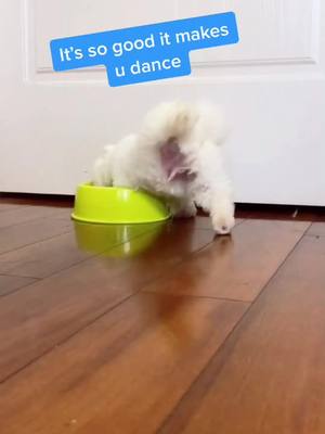 A post by @doudou1577 on TikTok caption: You Wan NA party with me.😂#teacupdog#cute#puppy #dog#dogsoftiktok #foryou #fyp#fypシ