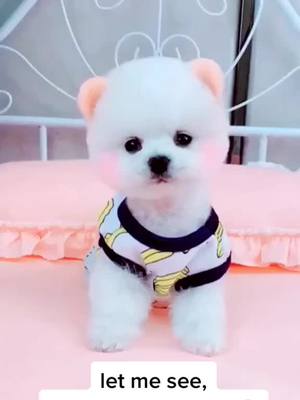 A post by @cutepettv on TikTok caption: can we?🥰#puppy#puppylove#cute#GreenScreenSky